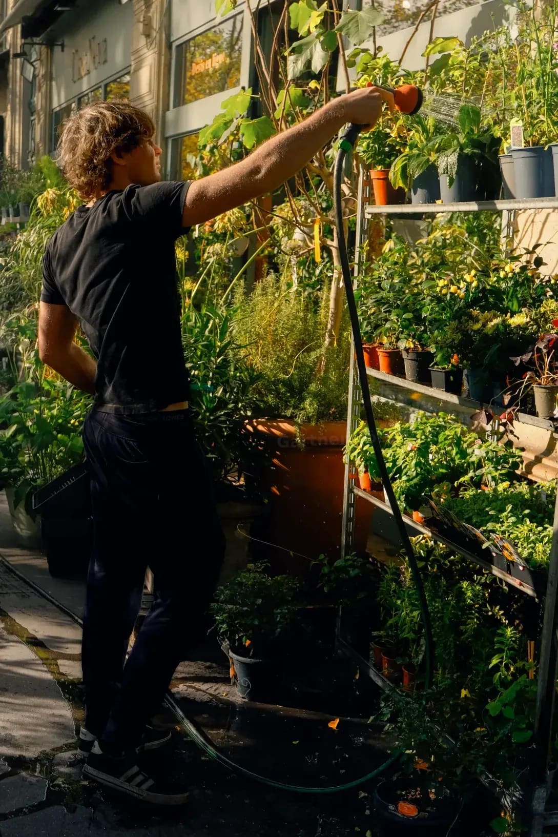 Tomaten auf Balkon und Terrasse gut durch den Sommer bringen